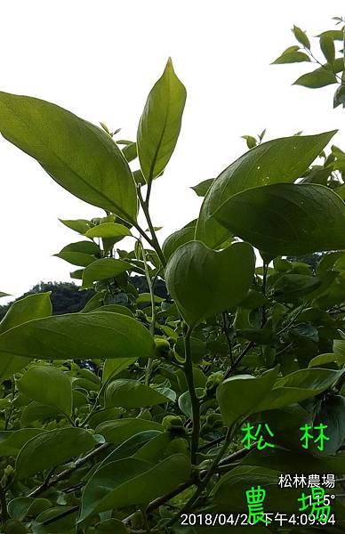 松林農場20180420甜柿準備開花