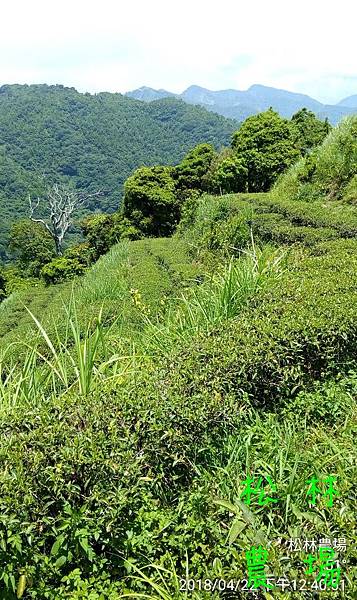 松林農場20180422_茶園生態