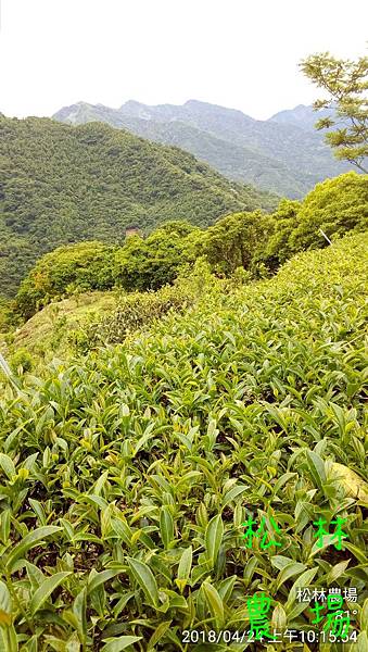 松林農場20180424茶芽