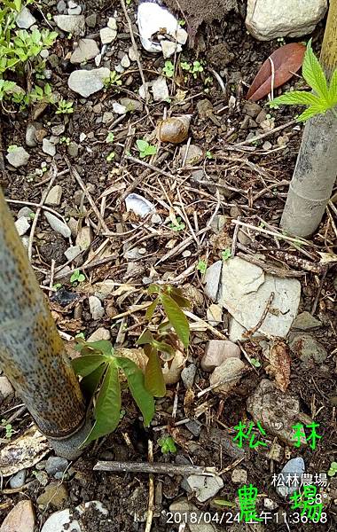 松林農場20180424樹薯發芽