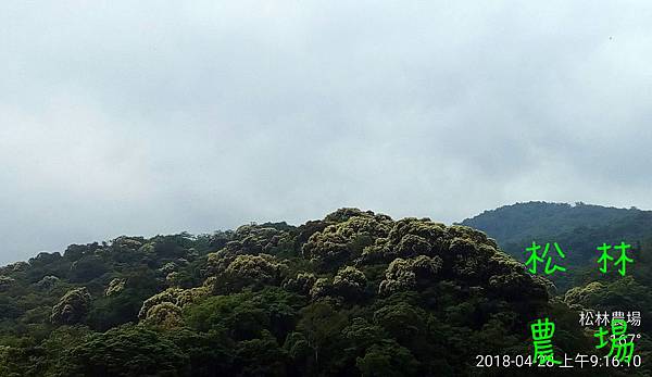 松林農場20180428野蜜蜂的食物青剛櫟開花