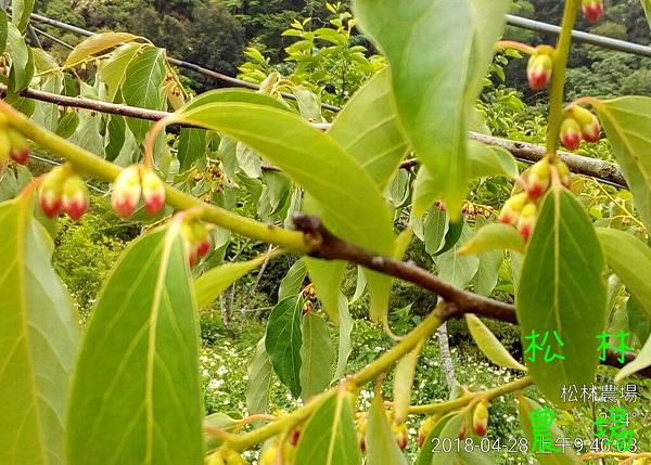 松林農場20180428土柿開花