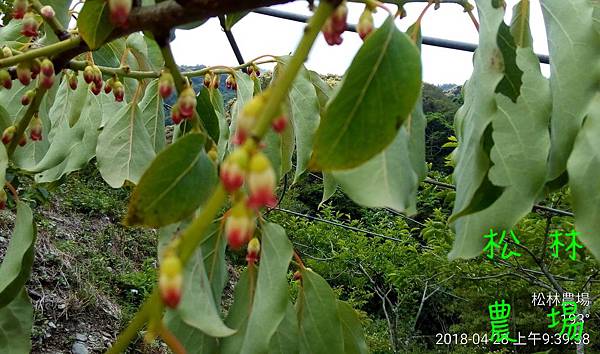 松林農場20180428_土柿開花