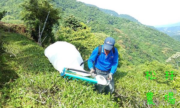 松林農場20180503_採茶