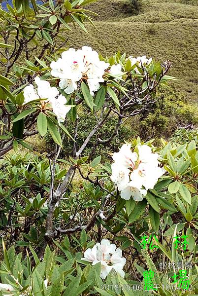 松林農場20180506和同學們爬小奇萊賞杜鵑花