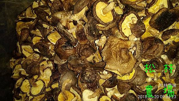 松林農場20180520烘乾的木頭香菇