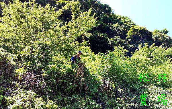 松林農場20180520紅肉李甜柿區砍草