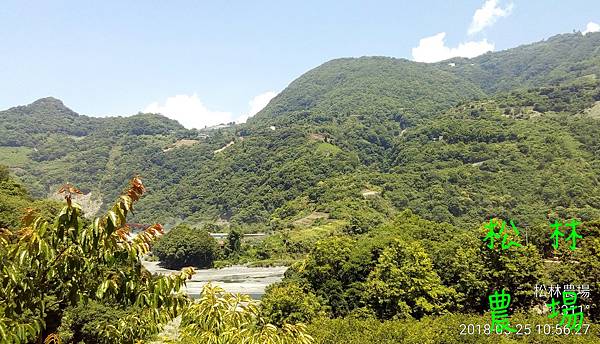 松林農場20180525_甜柿園區風景