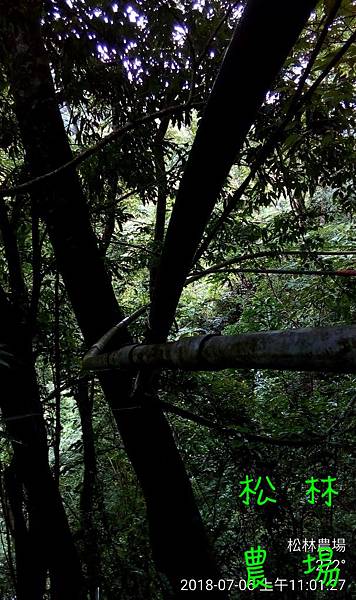 松林農場20180706修茶園水管