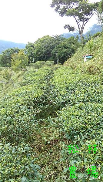 松林農場20180706_茶園砍草及拔草