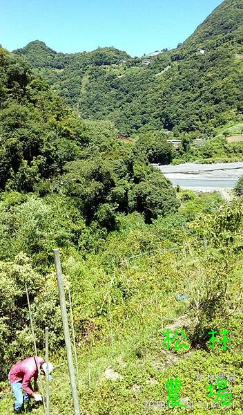 松林農場20180714_電網施工