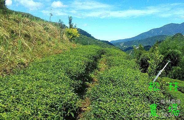 松林農場20180717採收烏龍紅茶