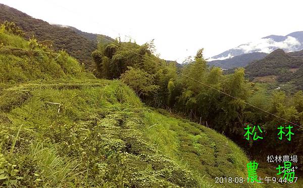 松林農場20180815_茶樹修剪前