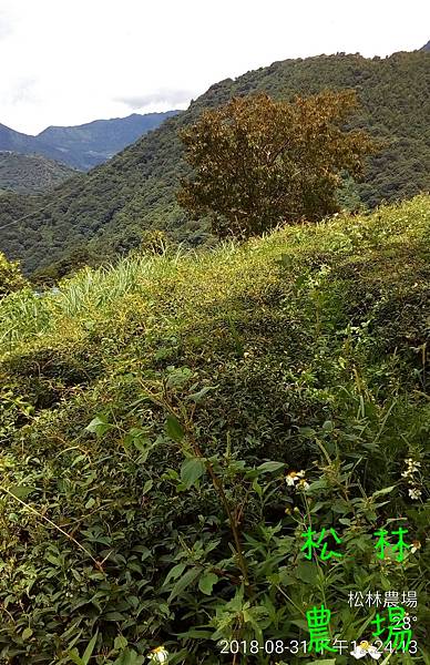 松林農場20180831茶園