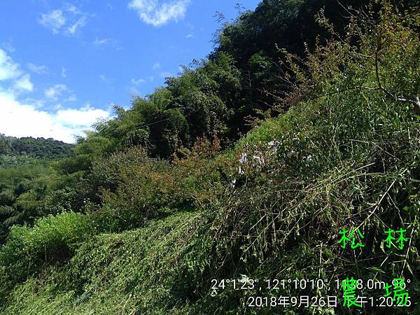 松林農場20180926紅肉李甜柿區砍草