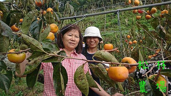 20181024金妝之秋，驚柿之美活動