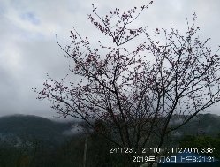 山櫻花開