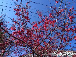 山櫻花盛開