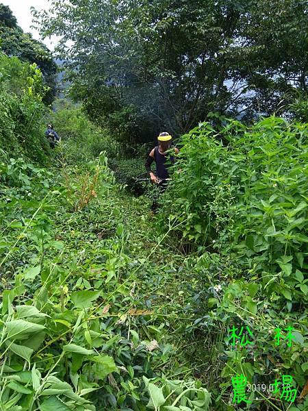 20190718茶園果樹區砍草