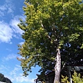 P_20201001_074807_p.jpg