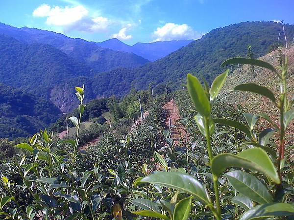 農場茶園的風景