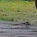 8月8日莫拉克颱風來襲前名叫鐵木的牛屎鳥悠閒在覓食