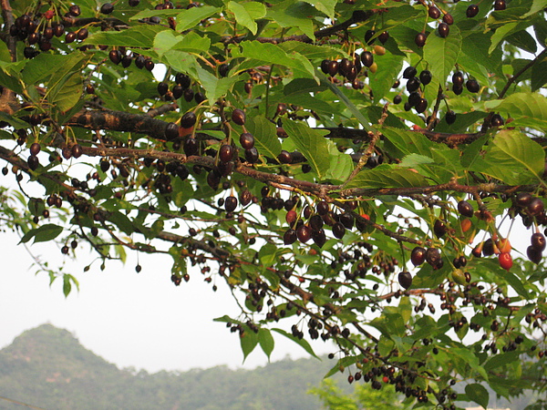 山櫻花的果實(櫻花果)