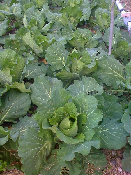 環科1號栽培的高麗菜
