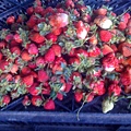 農場無毒草莓不良品比率很高