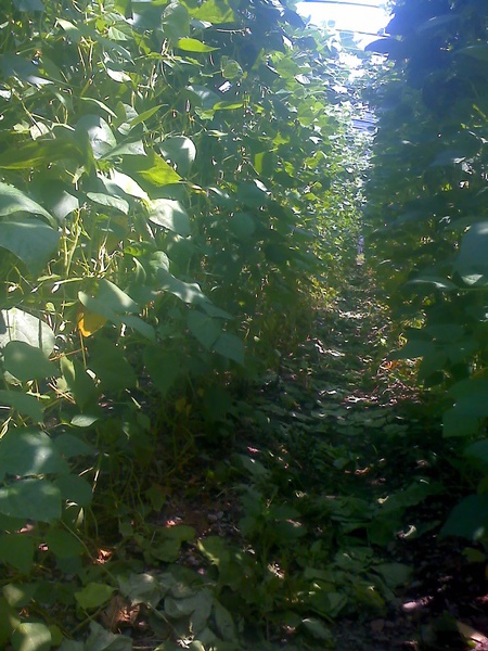 環科1號栽培的敏豆