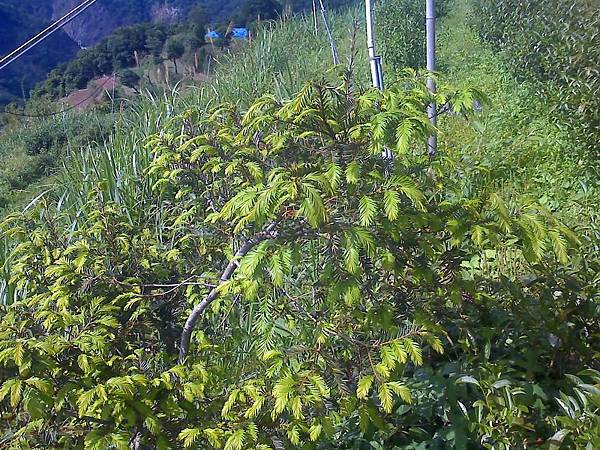 松林農場茶園的紅豆杉長新芽