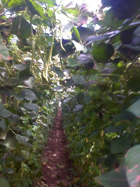 松林農場的敏豆