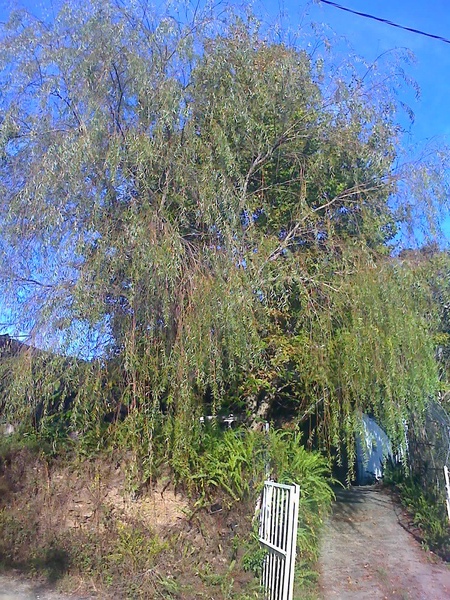 松林農場前的柳樹