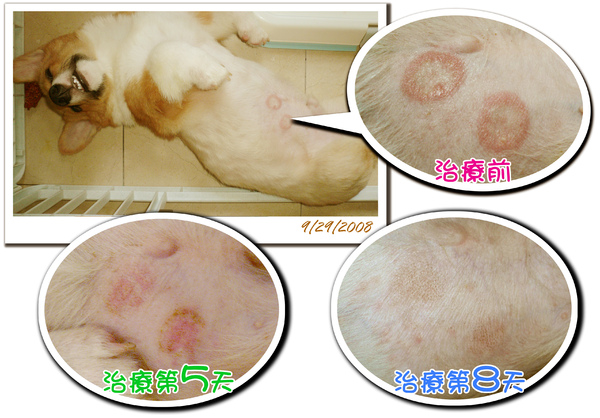 古奇跟疥癬蟲拼了之完結篇 柯基犬古奇 痞客邦 古奇跟疥癬蟲拼了之完結篇 柯基犬古奇 痞客邦
