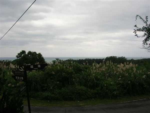 芒草和海岸線