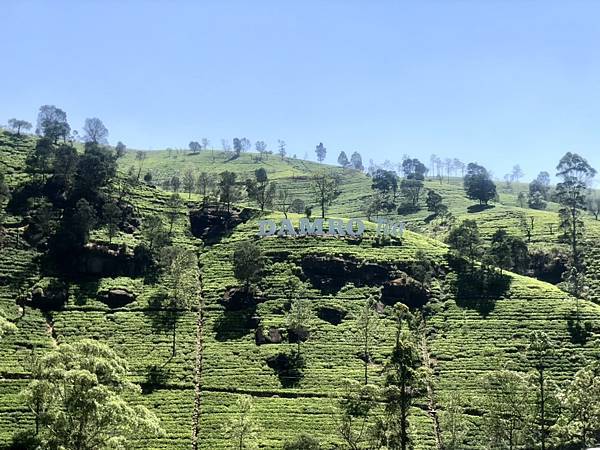 斯里蘭卡是世界紅茶三大產區之一！上山窺見層層鮮綠茶樹，入茶廠