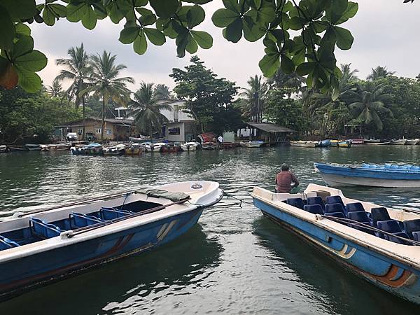 馬都河遊船，兩岸紅樹林河床小島生態與文化交錯！斯里蘭卡擁5種