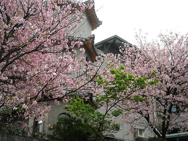 2014-3-東方寺之櫻