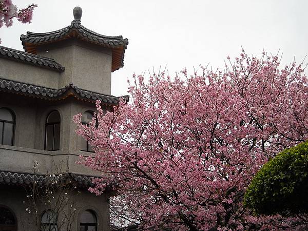 2014-3-東方寺之櫻