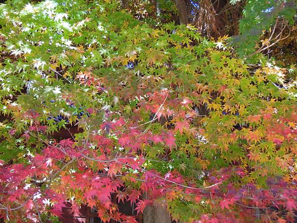 DSCN3905.JPG DSCN3905.JPG