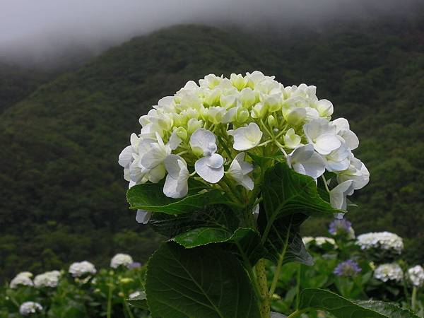 DSCN7242.JPG DSCN7242.JPG