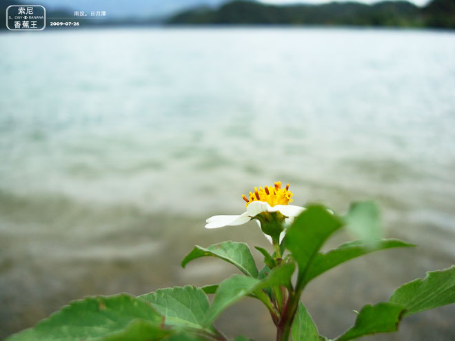 湖畔花