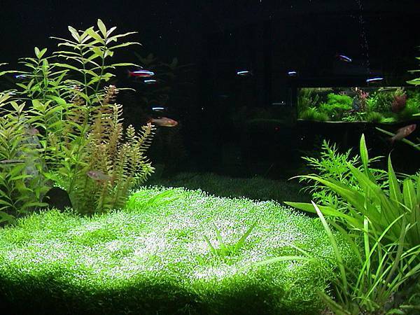五尺水草缸 青青草原 造景主題 青青草原 漂亮的水草的相簿 痞客邦