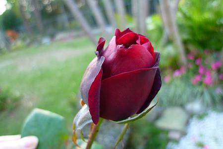 P1010525 P1010525