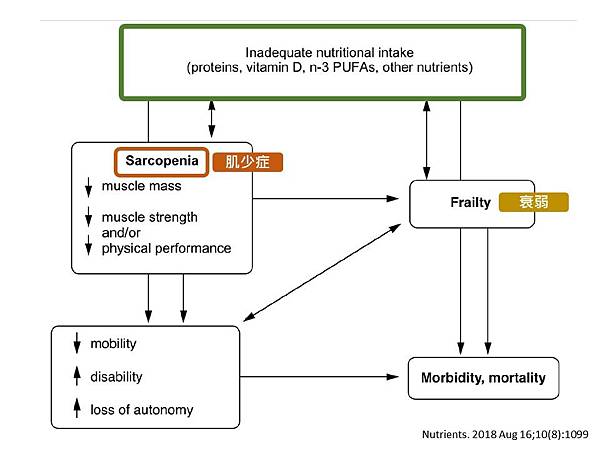 維生素D及其營養素對於預防肌少症及功能下降的營養治療方針更新