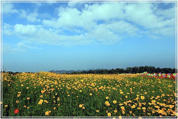 20141102A 新社花海  114