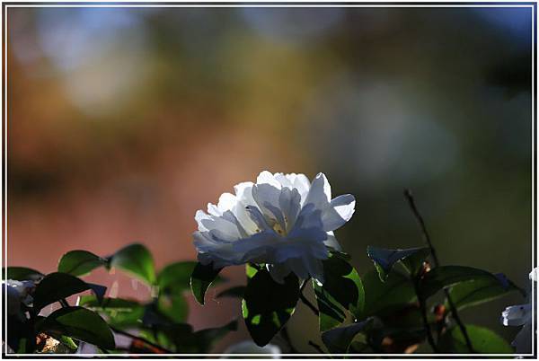 20151202B 清水寺084 .JPG