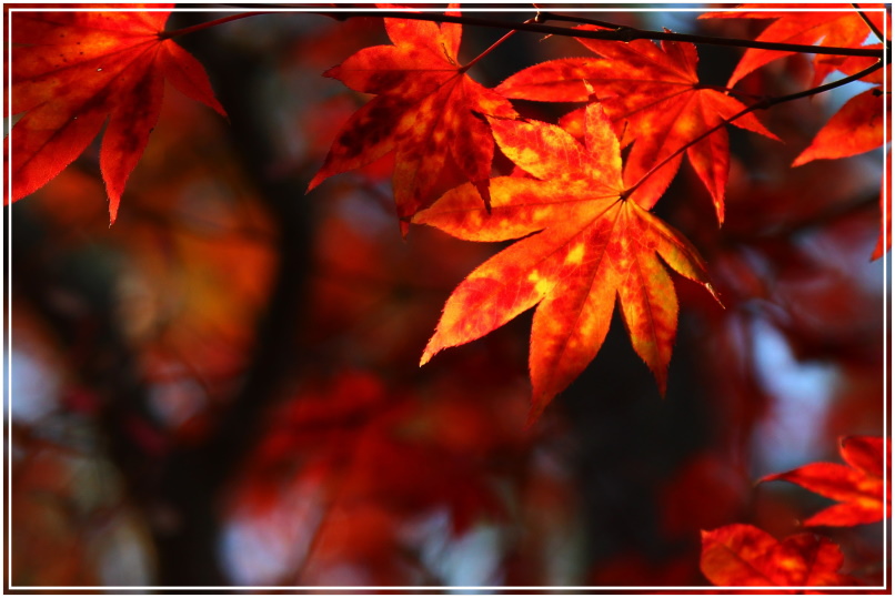 20151202D 高台寺102 