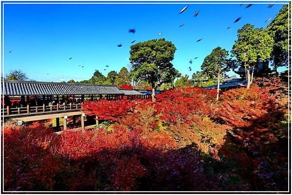 20151205BA東福寺152-1.JPG