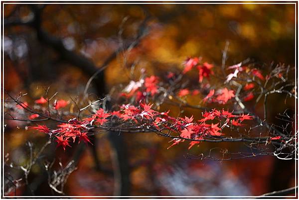 20151205BA東福寺219-1.JPG